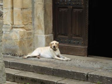 J 15 – chien de garde à St Antoine du Montcalm