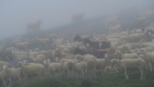J 41 - Pays Basque : brouillard et bruine galères