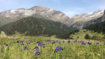 J 29 - retour en Aragon : champ d'iris face aux Posets (3375 m), depuis Viados